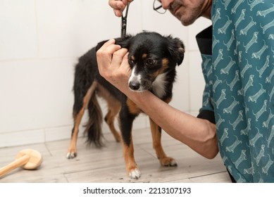 Haircutting Process. A Small Dog Sits On The Table. Dog With Animal Groomer