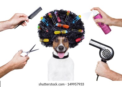 hairdresser  scissors comb dog spray spa wellness