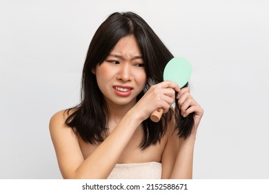 Hairdressing Problems Concept. Frustrated Asian Woman Trying To Brush Her Brittle Locks Isolated On White Studio Background Wall. Unhappy Lady Having Bad Hair Day, Upset Over Messy Hairdo