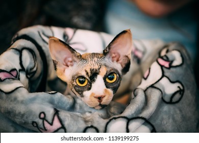 Chat Sphynx Photos Et Images De Stock Shutterstock