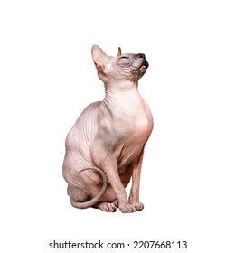 Hairless Cat Canadian Sphynx Sits On A White Background. Isolate