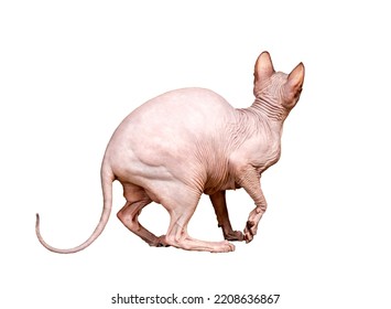 Hairless Cat Canadian Sphynx Sits On A White Background. Back View. Isolate