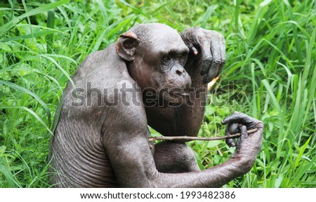 Hairless Chimpanzee also  known as the 
