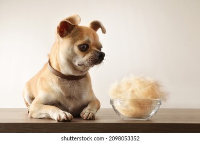 Hairless dog with chihuahua and glass bowl full of hair on wooden table isolated background. Front view. Horizontal view.