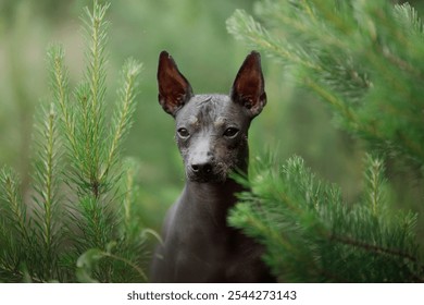 A hairless dog stands alert in a lush forest setting, its ears perked in the soft forest light. - Powered by Shutterstock