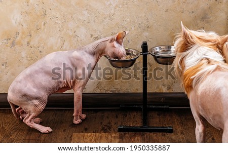 A hairless dog watching the sphynx eating food from his bowl. Animal feeding, pets, hobbies. Close-up.