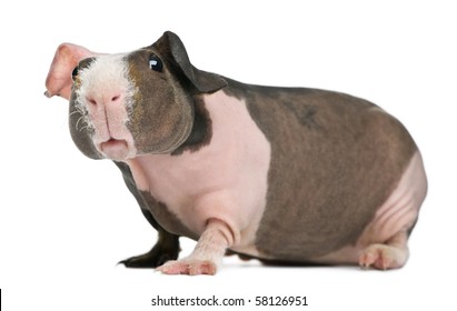 Hairless Guinea Pig Images Stock Photos Vectors Shutterstock