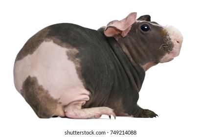 bald guinea pig