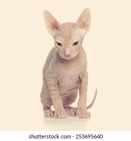 Hairless Kitten Don Sphynx