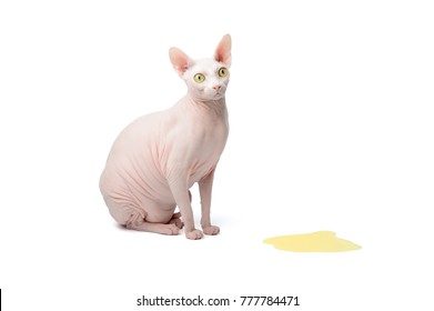 Hairless Pink Sphynx Cat And The Puddle Of Urine, Isolated On White, Can Be Illustration To Advertising Of Litter Box Filler 