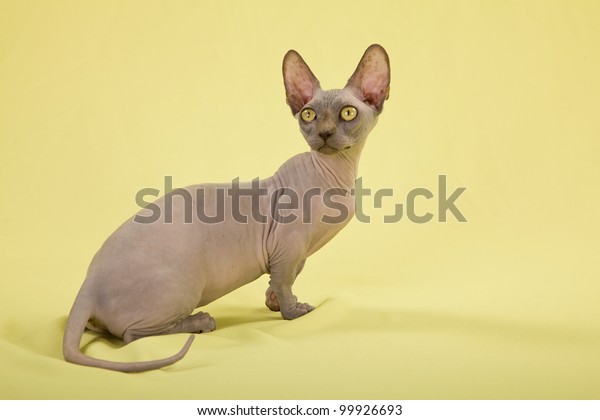 Hairless Short Leg Bambino Kitten On Stock Photo Edit Now 99926693