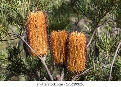 Hairpin Banksia Tree In Flower