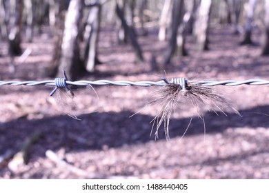 Hairs Got Stuck On The Fence, Weald Country Park