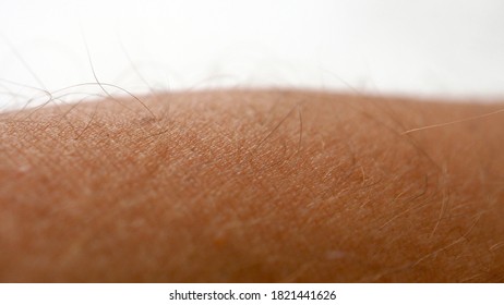 Hairs On Human Skin, Close-up Human Arm Hair,nc+20052005