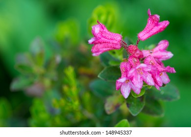 Hairy Alpine Rose Flower On Green