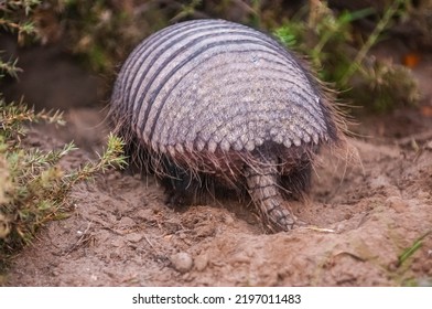 375 Armadillo In Desert Images, Stock Photos & Vectors | Shutterstock