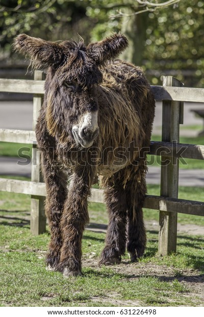 Home Hairy Ass
