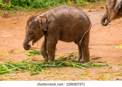 Hairy Baby Elephant Eating With A Larger One.