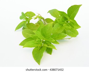 1,228 Hairy Basil Images, Stock Photos & Vectors | Shutterstock