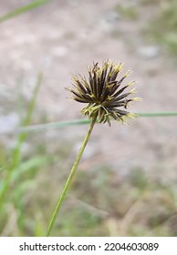 Hairy Beggarticks (Bidens Pilosa) is A Slender, Annual Flowering Plant Native To North And South America And Grown All Over The World. 