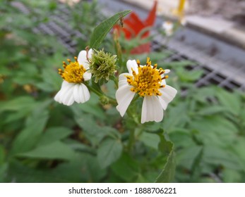 Hairy Beggarticks, Spanish Needles (Bidens Alba) - A Common Plant In Hong Kong