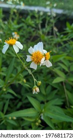 Hairy Beggarticks A Species Of

Beggarticks.Also Known As Bidens Pilosa.