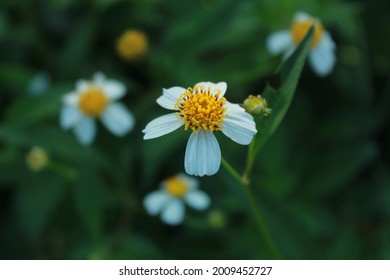 Hairy Beggarticks, A Species Of Beggarticks.Also Known As Bidens Pilosa