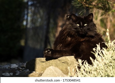 Hairy Black Cat Sitting In The Garden 