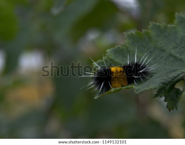 Hairy Black Yellow Caterpillar On Green Stock Photo Edit Now