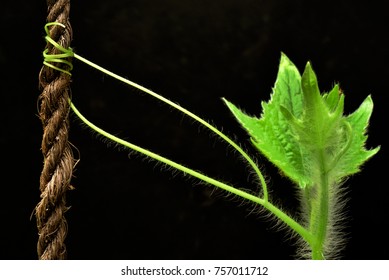 Hairy branch of a pumpkin plant climbing onto a coir rope  with tendrils, against black background.