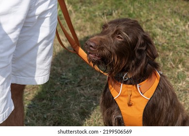 Hairy Brown Dog Wearing An Orange Harness And Sitting On The Grass Next To A Person In White Shorts