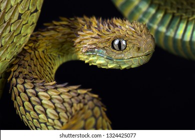 Hairy Bush Viper (Atheris Hispida)