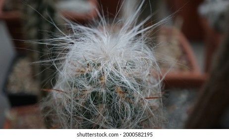 Hairy Cactus In The Garden