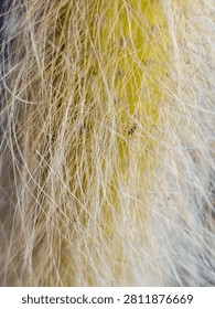 Hairy Cactus Macro Texture Close Up