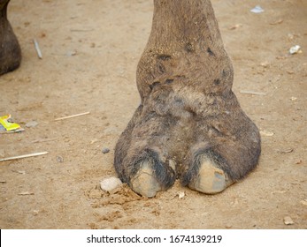 Hairy Camel Toe Single Leg close up picture standing on sand