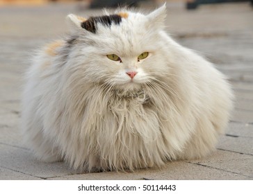 Hairy Cat