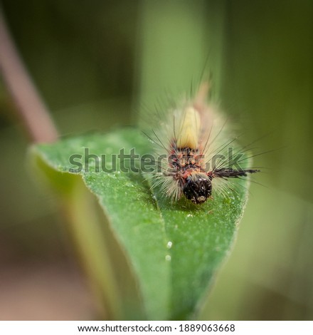 Similar – Begegnung Natur Frühling