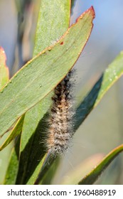 Hairy Caterpillar With Dew, Mount Franklin Road, ACT, March 2021