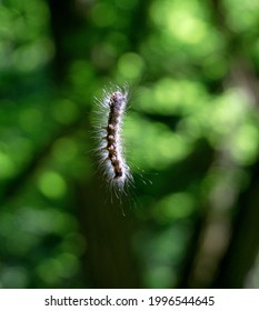 Caterpillar Hanging By A Thread の画像 写真素材 ベクター画像 Shutterstock Caterpillar Hanging By A Thread の画像 写真素材 ベクター画像 Shutterstock