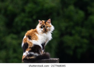 Hairy Colored Cat With Blurry Green Background