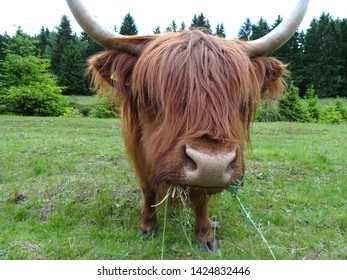 Hairy Cow Highland Cattle Eating Grass Stock Photo (Edit Now ...