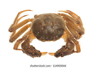 Hairy Crab From China