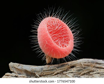 Hairy Cup Fungus (Cookeina Tricholoma) Family Of Sarcoscyphaceae - Kuntze (1891)