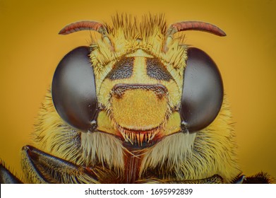 Hairy Face Of A Blue Banded Bee Amegilla Zonata