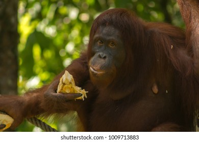 Hairy, female orangutan is eating at the Sepilok Orangutan Rehabilitation Centre in Sabah, Borneo, Malaysia