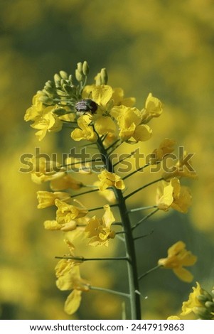 hairy Flower chafer with Grass mite on Rapeseed