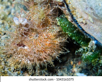 Hairy Frog Fish
