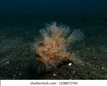 Hairy Frog Fish