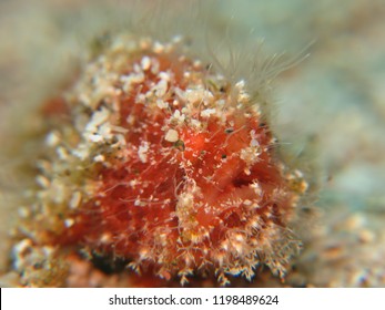 Hairy Frog Fish