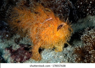 Hairy Frog Fish 